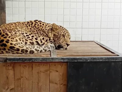 تلاش سازمان محیط زیست برای نجات جان پلنگ دماوند