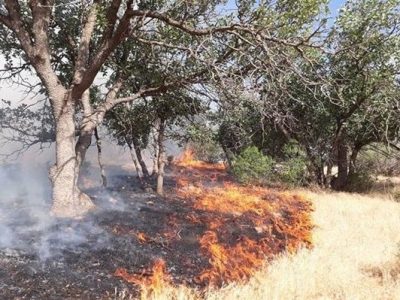 مهار آتشسوزی در منطقه نهالکاری چراغتپه مینودشت