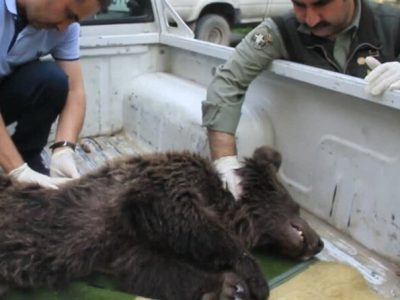 مصدومیت دو قلاده خرس قهوه‌ای در منطقه نشل شهرستان آمل بر اثر اصابت گلوله