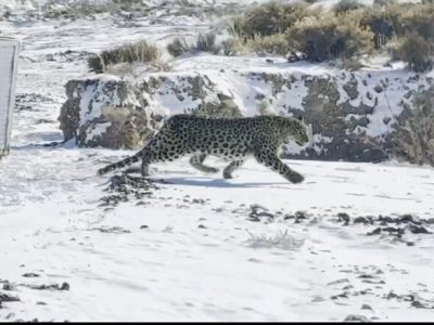 رهاسازی موفق پلنگ شهمیرزاد در زیستگاه طبیعی